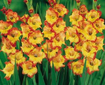 Гладиол Princess Margaret Rose